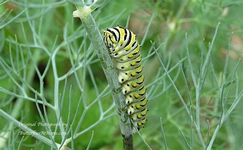 hermes herne|hermes a common caterpillar.